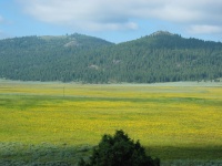 Golden, morning sunlit, gleaming meadow below Warner Pass, the highest elevation of our journey.
