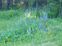 Wildflowers indulging our senses at our campsite on Crescent Creek.
