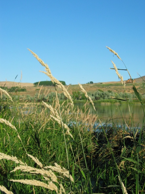 A view across the Snake from under the bridge.