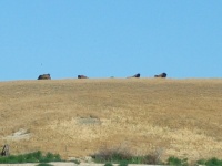 Bison on the hill at Brown�s Buffalo Ranch.
