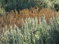 Sagebrush and grasses, our constant companions. I can still taste the scent of sage that permeated our ride across the plain.
