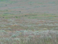 �It�s the first time we�ve seen grass in five years.� This was an extremely rainy year and the high desert we expected was a lush long lawn.
